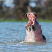 Lake Naivasha Wildlife