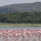 Lake Naivasha Wildlife