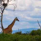 Lake Naivasha Wildlife