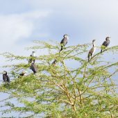 Lake Naivasha Wildlife