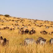 Maasai Mara National Reserve