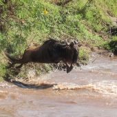 Maasai Mara National Reserve (3)