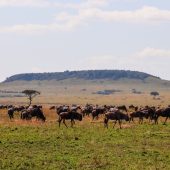 Maasai Mara National Reserve - Sparwild African Tours and Safaris