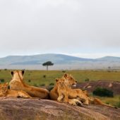 Maasai Mara National Reserve