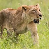 Nairobi National Park