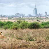 Nairobi National Park