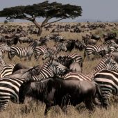 SPARWILD AFRICAN TOURS AND SAFARIS