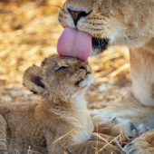 Sparwild African Tours and safaris, Explore the best tour holiday packages across Africa with Sparwild African Tours and Safaris, the Best Tour Operator in Kenya.