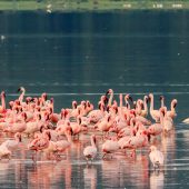 Sparwild - National Parks and Game Reserves in Kenya