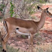 Tsavo East National Park