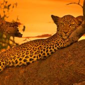 Tsavo West National Park