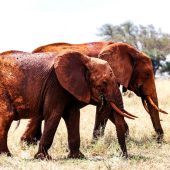 Tsavo East National Park
