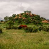 Tsavo East National Park