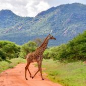 Tsavo East National Park
