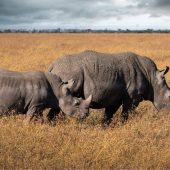 Rhino in Ol Pejeta Conservancy
