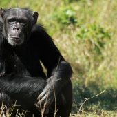 Wildlife in Ol Pejeta Conservancy