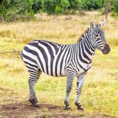 Zebra in Ol Pejeta Conservancy