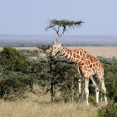 Giraffe in Ol Pejeta Conservancy